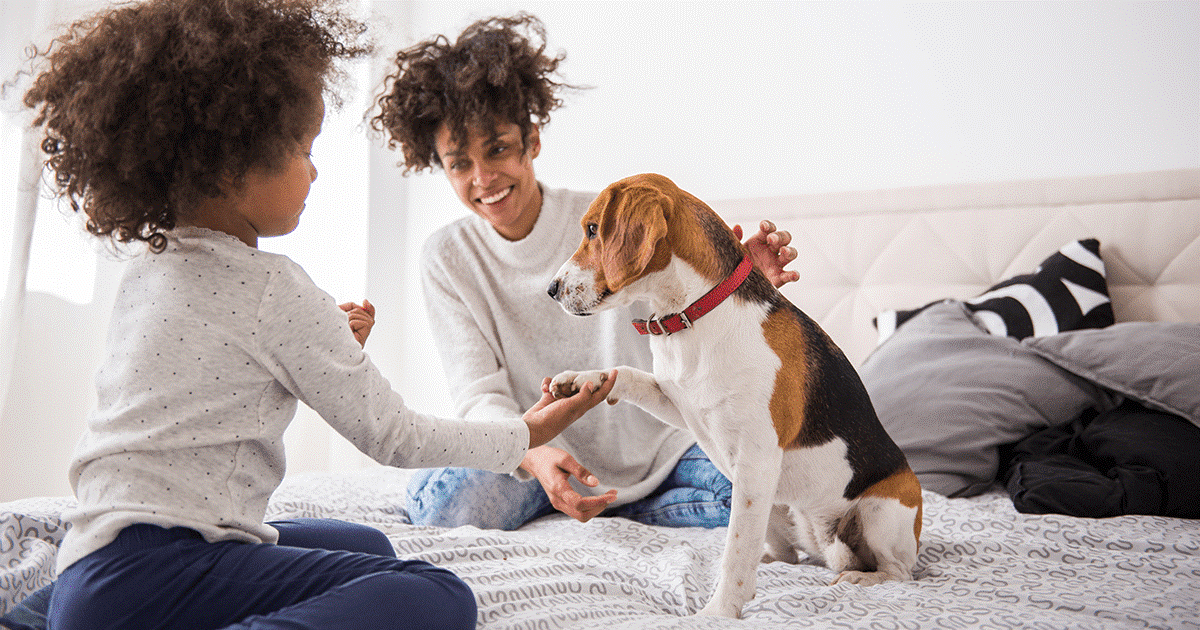 un cane marrone e bianco che gioca con una mamma e una figlia