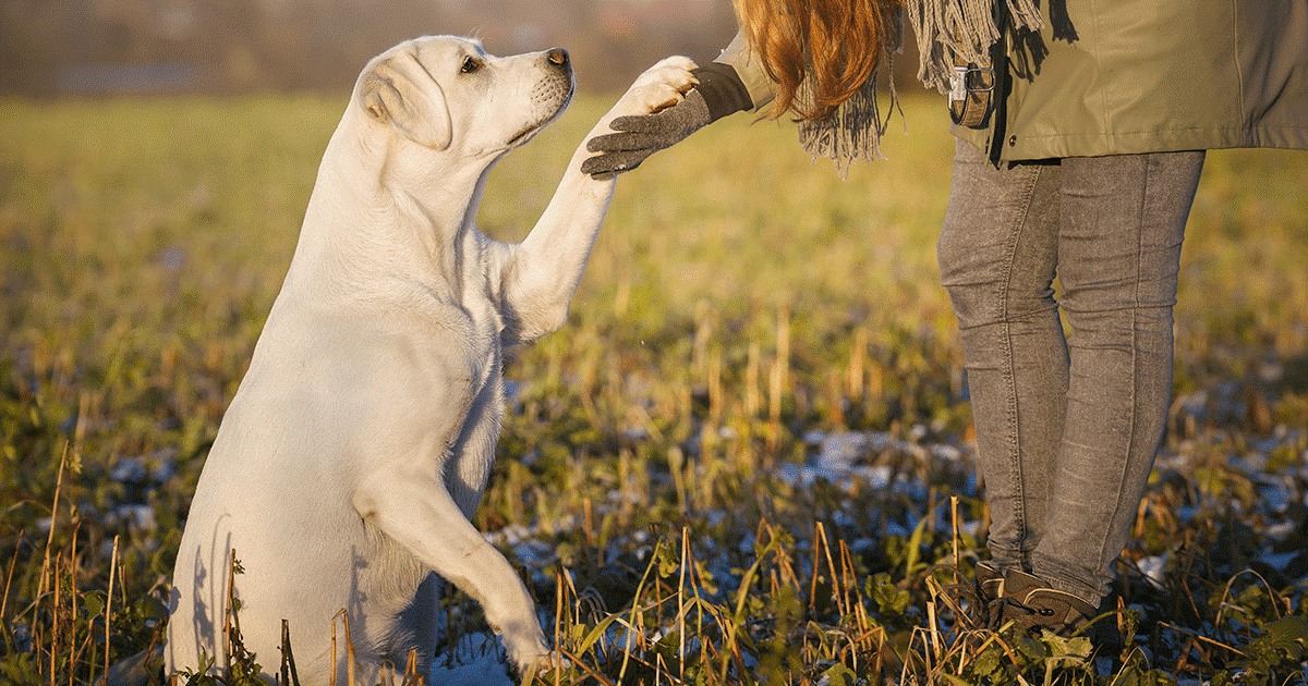 un labrador bianco che da la zampa