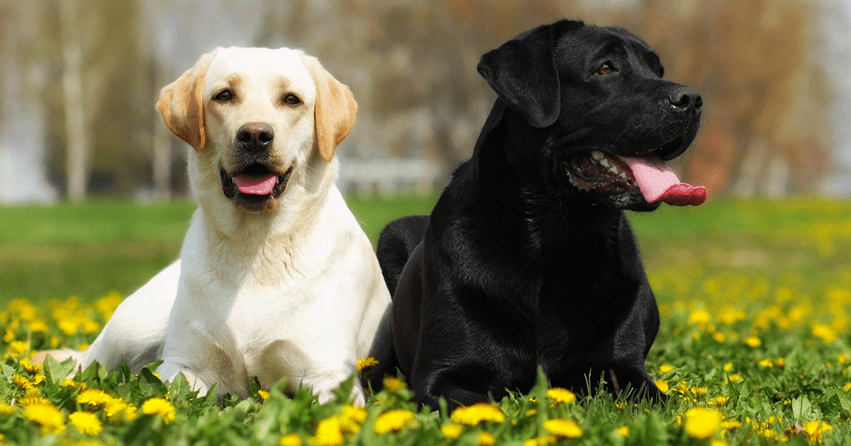 un labrador biondo e nero sdraiati sul prato di margherite