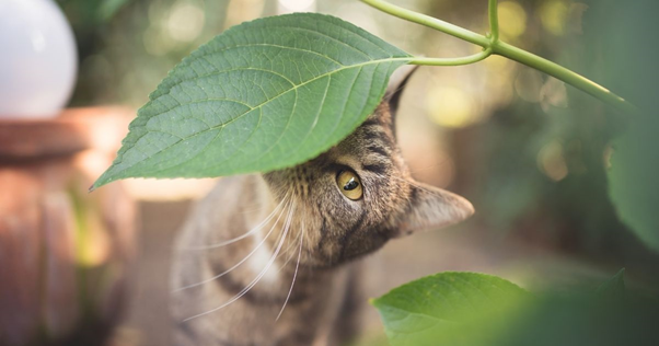 Feliway gatos y plantas seguras