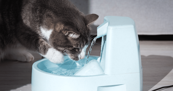 chat boit dans sa fontaine à eau