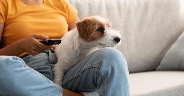 chien qui regarde la télé avec son propriétaire