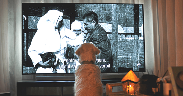 chien qui regarde la télé assis