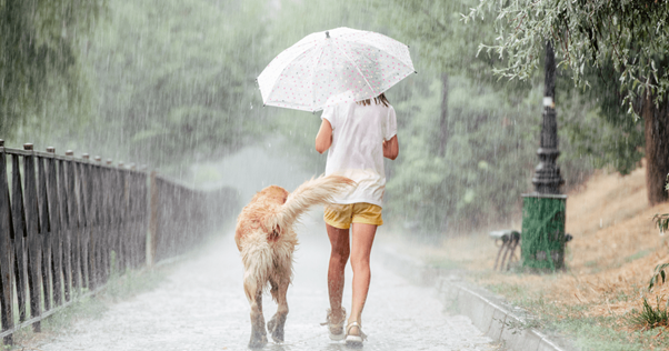 golden retriever et sa propriétaire marchent sous la pluie avec un parapluie
