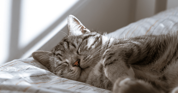 les chats ont plusieurs phases de sommeil