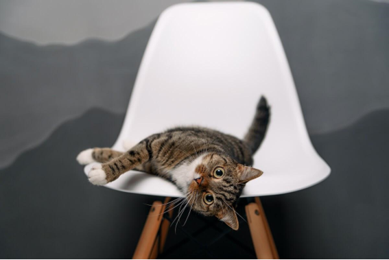 FELIWAY muebles nuevos en casa con gatos