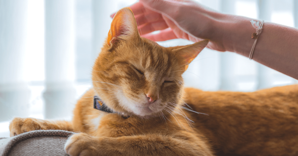 les chats adorent les caresses sur la tête et derrière les oreilles