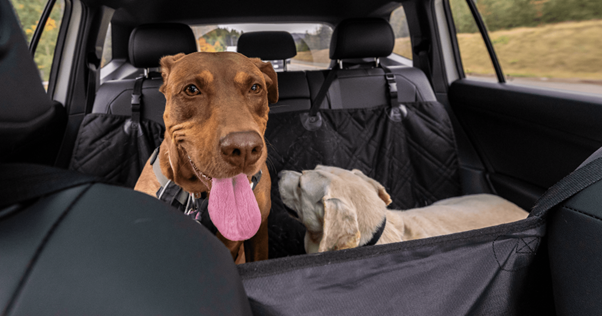 Deux chiens transportés sur la banquette arrière d'une voiture.