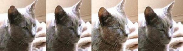 séquence de film avec un chat qui cligne des yeux