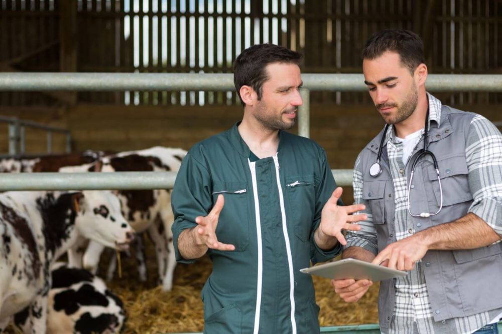 Veterinario y ganadero de vacas de leche
