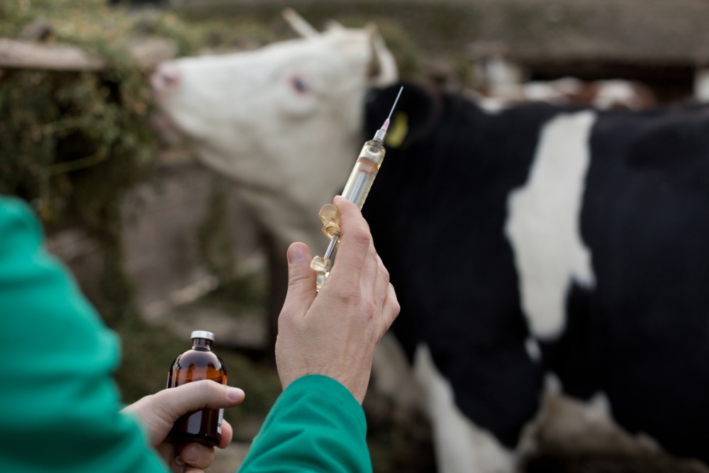 veterinario
