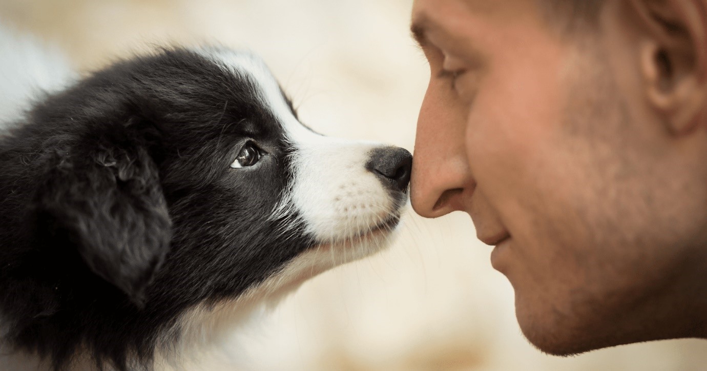 Der Geruchssinn des Hundes und warum die Hundenase so mächtig ist (2)